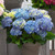 Hydrangea Music Collection