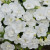 Calibrachoa Calita Double Collection