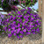 Calibrachoa Calita Double Collection