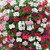 Geranium Ivy Leaf Rainbow Collection