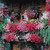 Geranium Ivy Leaf Rainbow Collection