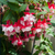 Fuchsia Award Winning Hardy Collection