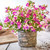 Fuchsia Patio Fairy Collection