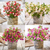 Fuchsia Patio Fairy Collection