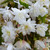 Begonia Illumination Collection
