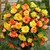 Begonia Illumination Collection
