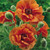 Papaver Collection (Oriental Poppy)