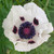 Papaver Collection (Oriental Poppy)