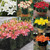 Lily Short Stemmed Collection