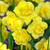 Narcissus Cheerfulness Collection