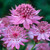Astrantia Collection (Loose Roots)