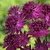 Astrantia Collection (Loose Roots)