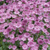 Astrantia Collection (Loose Roots)