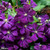 Clematis viticella Collection