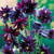 Aquilegia Double Flowered Collection