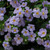 Bacopa Megacopa Single collection