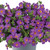 Bacopa Megacopa Single collection