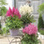 Astilbe Music Collection