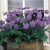 Scabiosa Collection