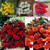 Begonia Giant Cascasding Exhibition Collection