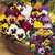 Pansy Summer Collection (Garden Ready)