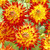 Dahlia Cactus Collection B