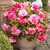 Begonia Balcony Collection