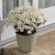 Argyranthemum Grandaisy Collection