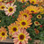 Argyranthemum Grandaisy Collection