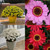 Argyranthemum Grandaisy Collection