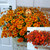 Bidens Beedance Collection