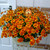 Bidens Beedance Collection