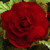 Begonia Double Collection 3/4cm