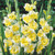 Gladioli Large Flowering Bicolour Collection