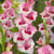 Gladioli Large Flowering Bicolour Collection