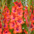 Gladioli Large Flowering Bicolour Collection
