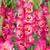 Gladioli Large Flowering Bicolour Collection