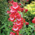 Penstemon Ice Cream Collection