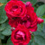 Rose Queen Elizabeth Collection
