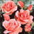 Rose Queen Elizabeth Collection