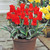 Tulip Dwarf Rockery Greigii Collection