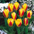 Tulip Dwarf Rockery Greigii Collection