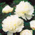 Paeonia lactiflora Double Collection