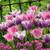 Tulip Fringed Collection (Top Quality Bulbs)