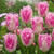 Tulip Fringed Collection (Top Quality Bulbs)