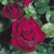 Rose Hybrid Tea Collection