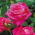 Rose Hybrid Tea Collection