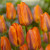 Tulip Rembrandt Collection