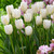 Tulip Clearwater Collection