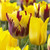 Tulip Companion Collection